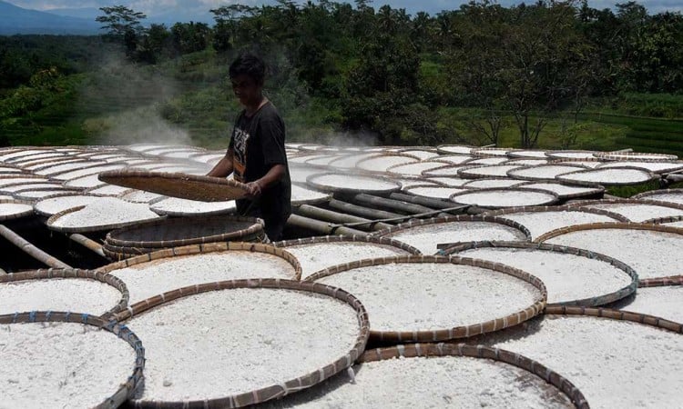 Lindungi Petani, Kementan Tetapkan Harga Pembelian Singkong Untuk Industri Tepung Nasional