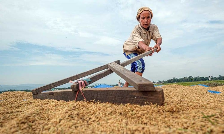 Kementan Minta Perum Bulog Menyerap 2,1 Jutan Beras Petani Pada Musim Panen