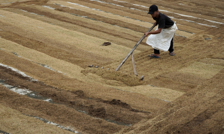 Target Serapan Gabah dan Beras Bulog Sulselbar