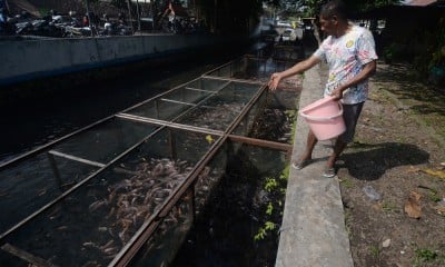 Pemanfaatan sungai Untuk Budi Daya Ikan Nila