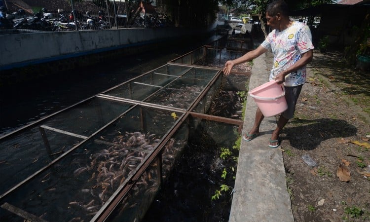 Pemanfaatan sungai Untuk Budi Daya Ikan Nila