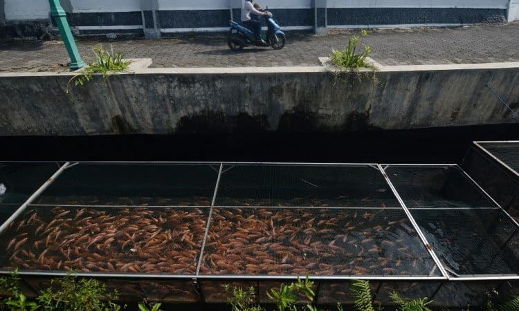 Pemanfaatan sungai Untuk Budi Daya Ikan Nila