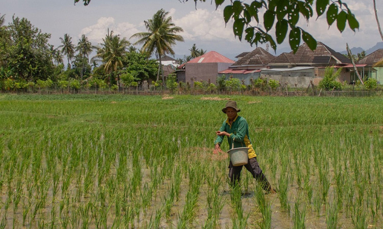 Tebar Optimis Lahan Pertanian dari Kepungan Kawasan Perumahan