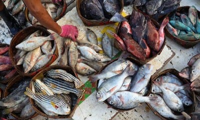 Harga Ikan di Makassar Mengalami Kenaikan Hingga 40%