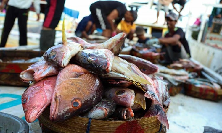 Harga Ikan di Makassar Mengalami Kenaikan Hingga 40%