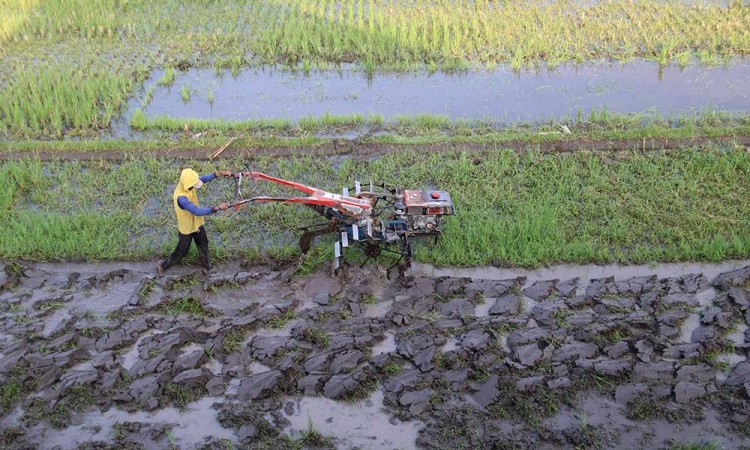 Pemprov Jawa Timur Pacu Target Tambahan Produksi Beras