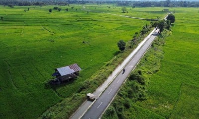 BPS Mencatat Luas Panen Pade Selama Januari 2025 Meningkat 41,84%