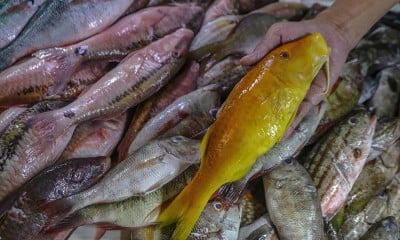 KKP memastikan stok ikan di berbagai wilayah Indonesia tercukupi selama Ramadan