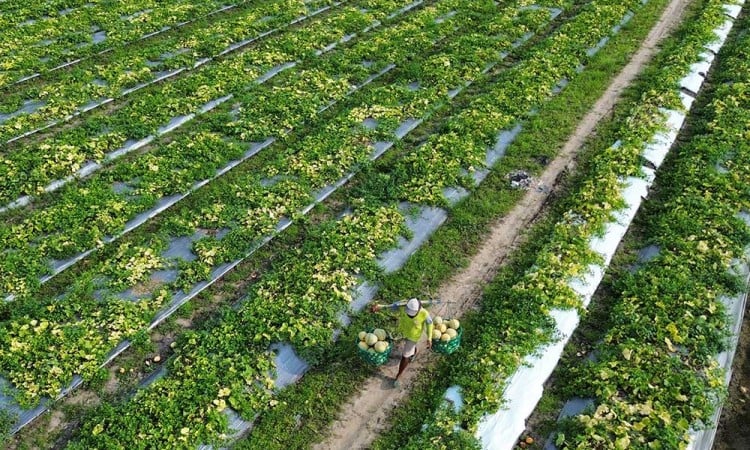 Bulan Puasa, Permintaan Buah Melon Meningkat