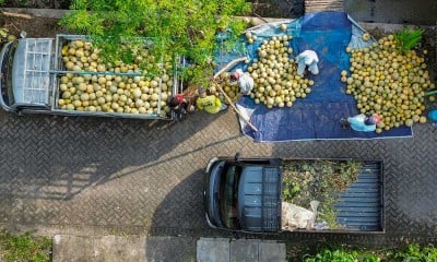 Bulan Puasa, Permintaan Buah Melon Meningkat