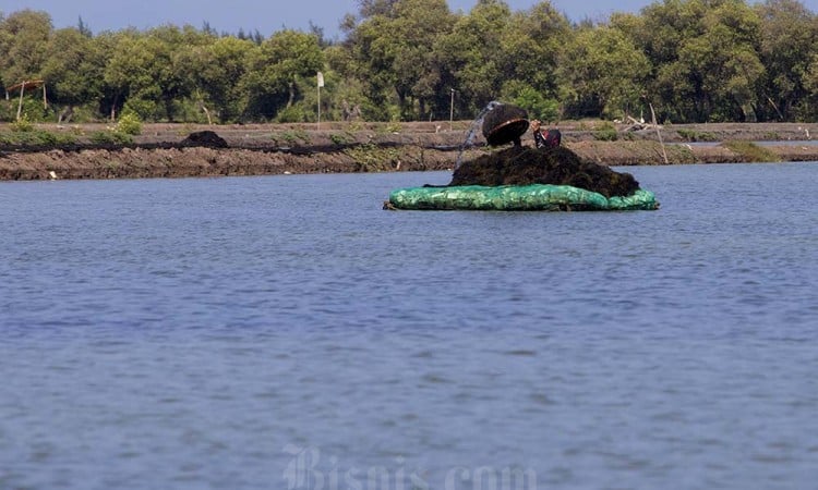 KKP Fokus Rumput Laut Sebagai Salah Satu Komoditas Unggulan