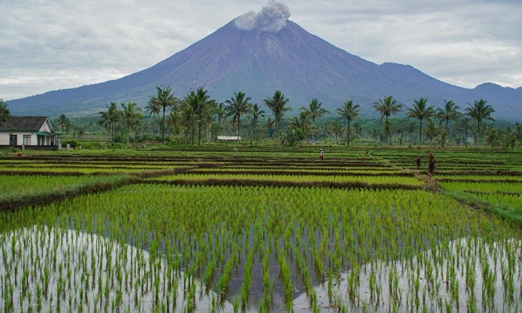 Asap Vulkanis Gunung Semeru