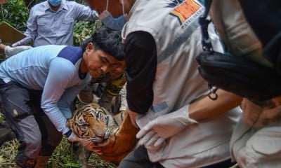 Evakuasi Harimau Sumatra Pemakan Ternak