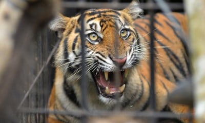 Evakuasi Harimau Sumatra Pemakan Ternak