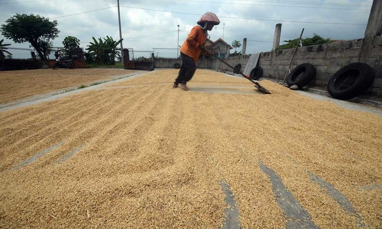 Perum Bulog Berhasil Menyerap Gabah Kering Panen Sebanyak 300.000 Ton