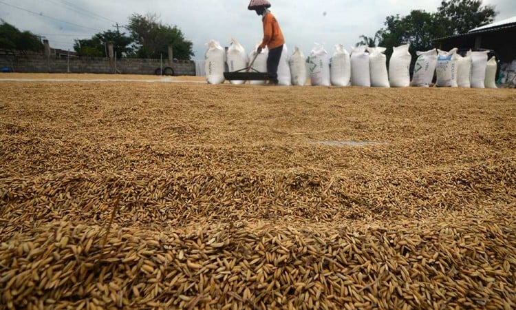 Perum Bulog Berhasil Menyerap Gabah Kering Panen Sebanyak 300.000 Ton