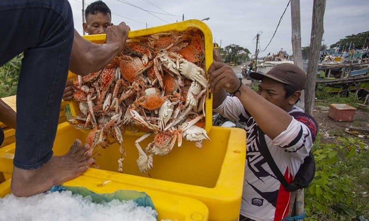 Nilai Ekspor Komoditas Rajungan-Kepiting Pada 2024 Mencapai Rp7,08 Miliar