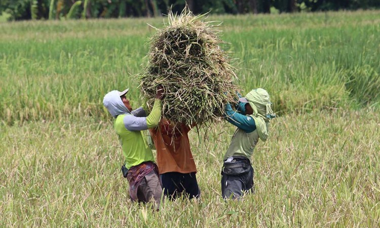 Kementerian Pertanian Targetkan Produksi Padi di Jawa Timur Mencapai 12 Juta Ton Pada 2025