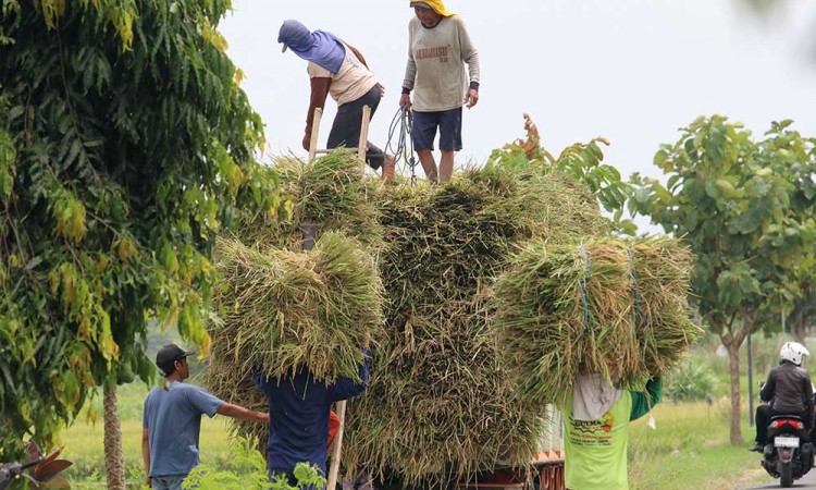 Kementerian Pertanian Targetkan Produksi Padi di Jawa Timur Mencapai 12 Juta Ton Pada 2025