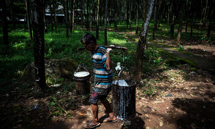 Produksi Karet Mengalami Defisit Karena Stagnasi Produksi di Negara-Negara Produsen