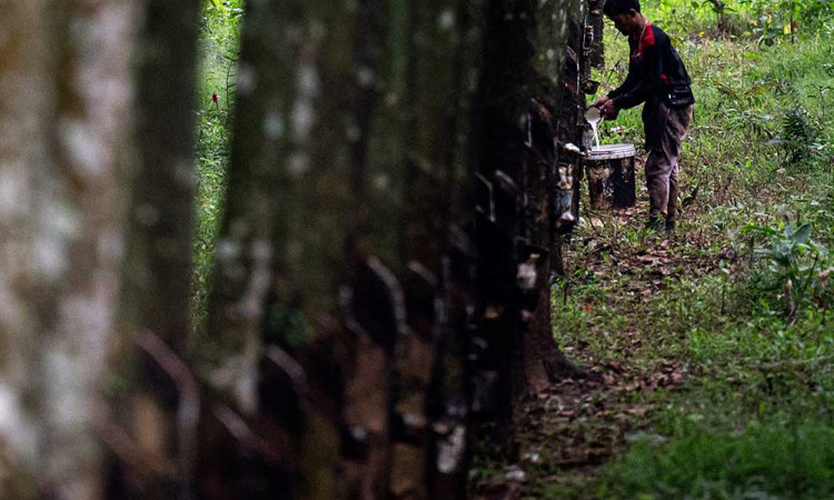 Produksi Karet Mengalami Defisit Karena Stagnasi Produksi di Negara-Negara Produsen