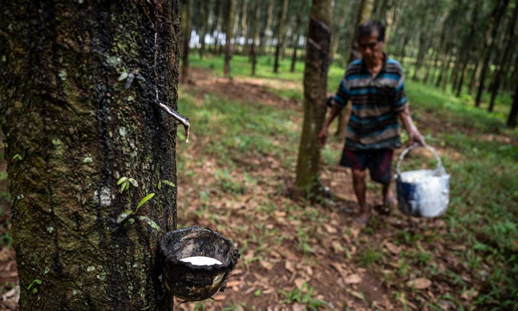 Produksi Karet Mengalami Defisit Karena Stagnasi Produksi di Negara-Negara Produsen