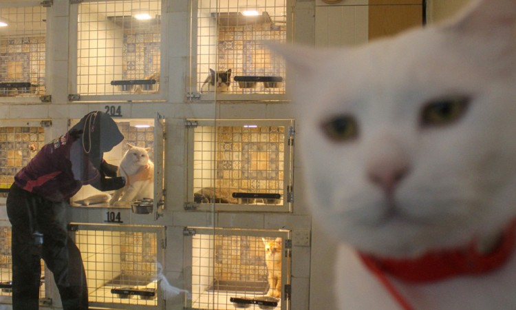 Jasa Penitipan Kucing Jelang Lebaran di Jakarta