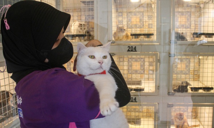 Jasa Penitipan Kucing Jelang Lebaran di Jakarta