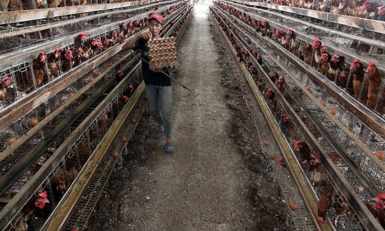 Permintaan Telur Ayam Meningkat Jelang Lebaran