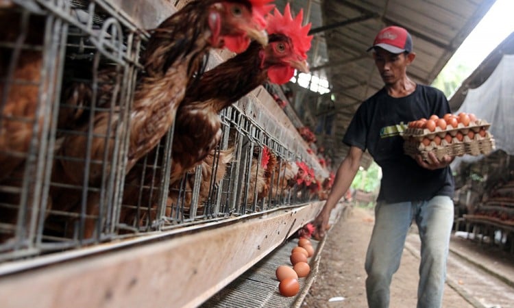 Permintaan Telur Ayam Meningkat Jelang Lebaran