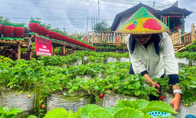 Menikmati Libur Lebaran Dengan Memetik Buah Stroberi di Agrowisata Ciwidey