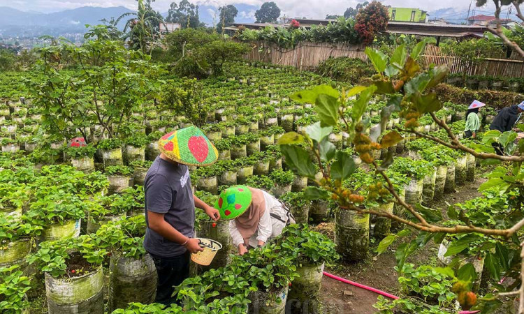 Menikmati Libur Lebaran Dengan Memetik Buah Stroberi di Agrowisata Ciwidey