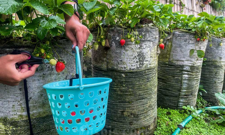 Menikmati Libur Lebaran Dengan Memetik Buah Stroberi di Agrowisata Ciwidey