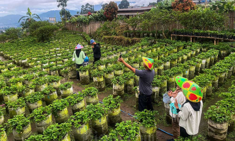 Menikmati Libur Lebaran Dengan Memetik Buah Stroberi di Agrowisata Ciwidey