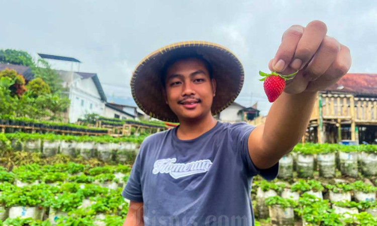 Menikmati Libur Lebaran Dengan Memetik Buah Stroberi di Agrowisata Ciwidey