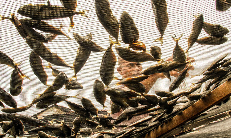 Produksi Ikan Kering di Aceh