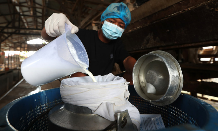 Produksi Susu Kambing Etawa