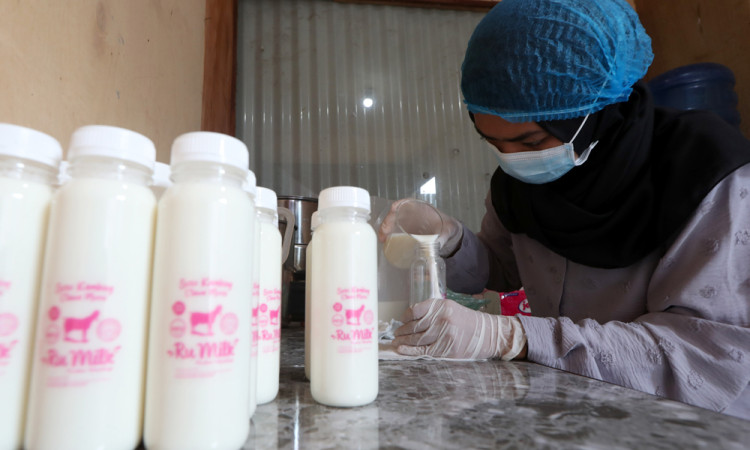 Produksi Susu Kambing Etawa