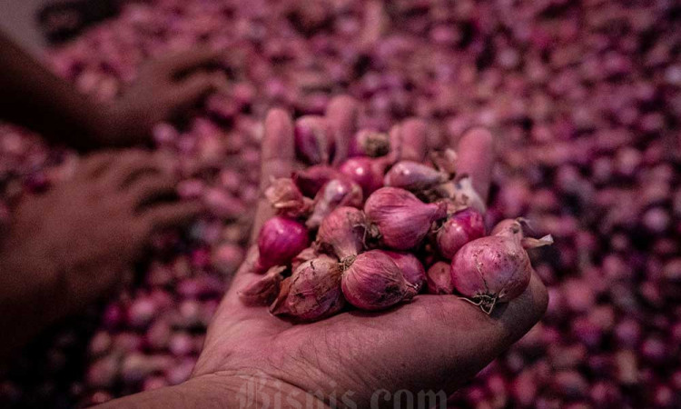 Harga Bawang Merah Lokal di Semarang Alami Penurunan