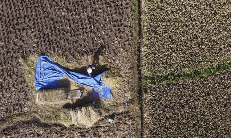 Capaian Serapan Gabah Petani di Jawa Barat