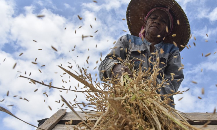Capaian Serapan Gabah Petani di Jawa Barat