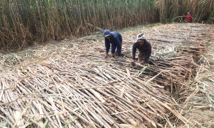 Jawa Timur Lini Terdepan Swasembada Gula