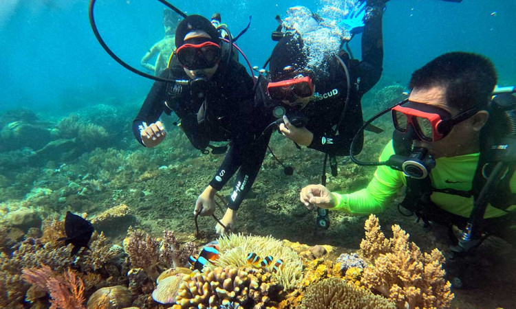 Pemulihan Ekosistem Bawah Laut di Pantai Bangsring Banyuwangi