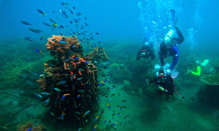 Pemulihan Ekosistem Bawah Laut di Pantai Bangsring Banyuwangi