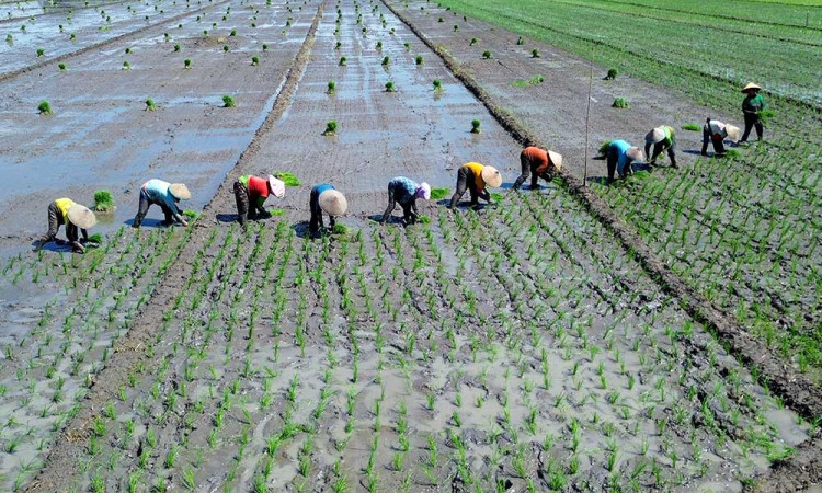 BPS Mencatat Nilai Tukar Petani Provinsi Jawa Timur Pada April 2025 Turun 1,92%