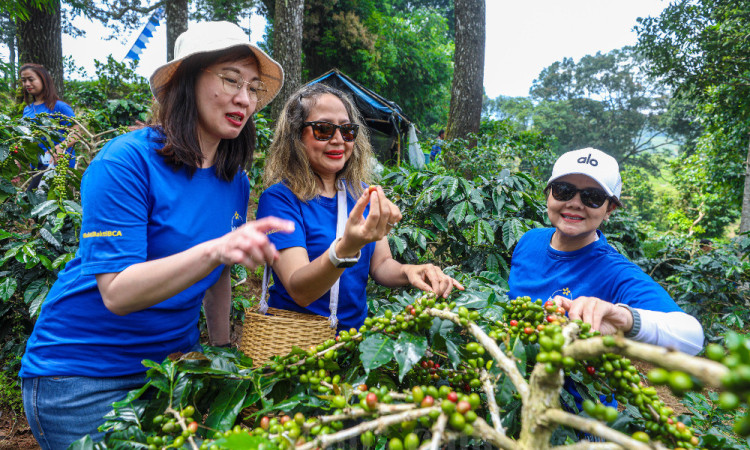 Produksi Kopi Peserta Pembinaan Bakti BCA Meningkat Dibandingkan Dengan Sebelum Pembinaan