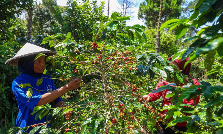 Produksi Kopi Peserta Pembinaan Bakti BCA Meningkat Dibandingkan Dengan Sebelum Pembinaan