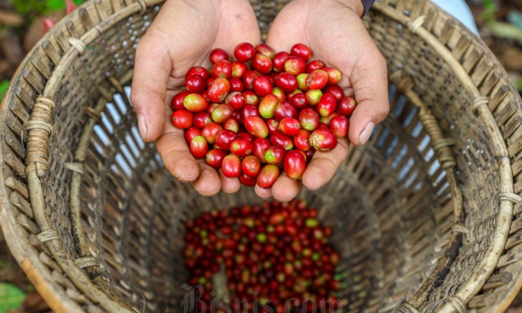 Produksi Kopi Peserta Pembinaan Bakti BCA Meningkat Dibandingkan Dengan Sebelum Pembinaan