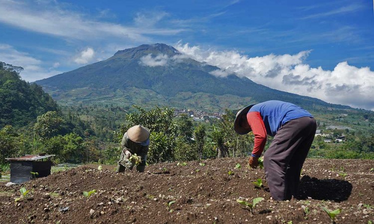 Musim Tanam Tembakau Tahun Ini Mundur Akibat Anomali Cuaca