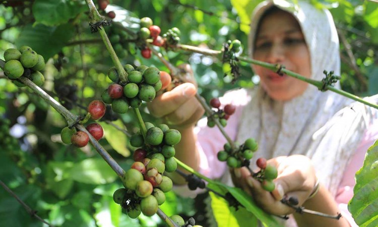 Harga Biji Kopi Kering Jenis Robusta di Tingkat Petani Mencapai Rp95.000 Per Kilogram